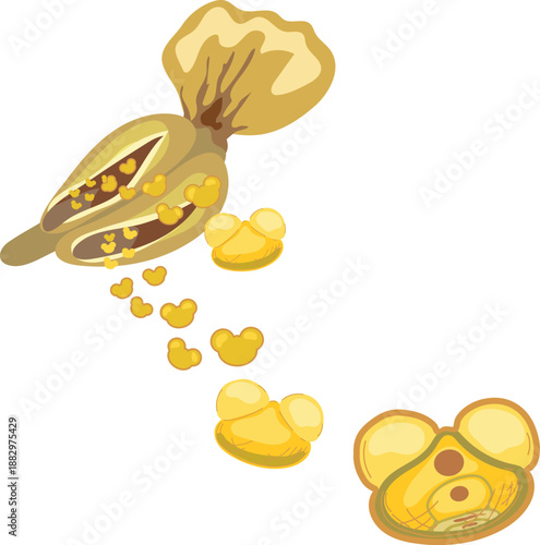 Scale of male spruce cone with flying pollen grains  isolated on white background