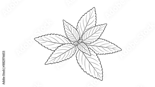 Detailed black and white botanical leaf design for nature enthusiasts
