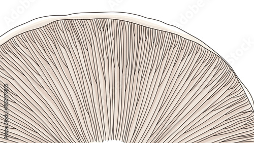 Detailed cross-section of a mushroom cap in linear style