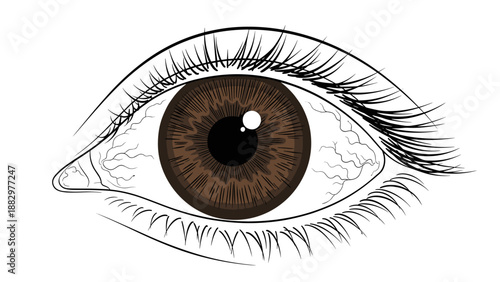 Detailed eye sketch with brown iris and lashes