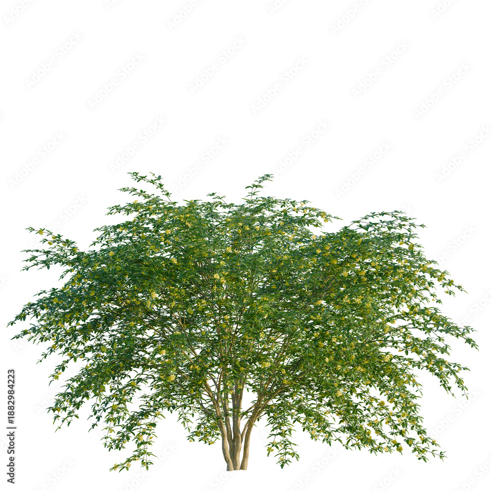 Fototapeta premium Jasminum nudiflorum tree, front view, cutout, transparent background, isolate, Elevation, Detailed green tree with leaves, isolated on transparent background, perfect for design.
