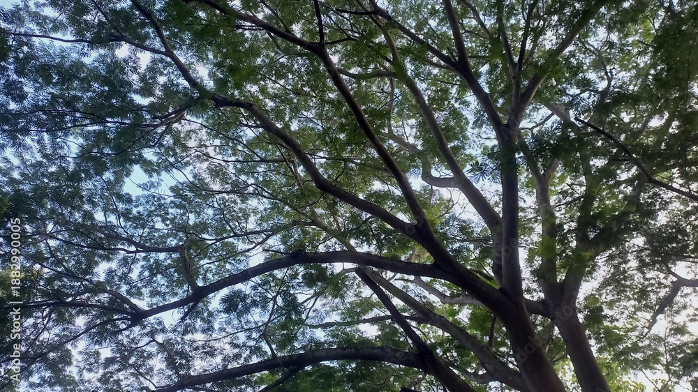 Obraz premium Sunlight filtering through the lush canopy of a large, mature tree in a tranquil forest setting