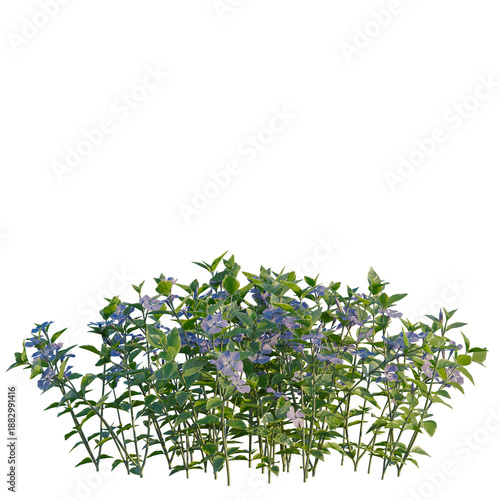 Vinca major tree, front view, cutout, transparent background, isolate, Elevation, Vinca minor plant, commonly known as periwinkle, with green leaves and blue flowers, png