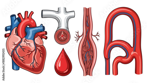 Detailed Vector Illustration of Human Heart Blood Vessels and Circulation System Anatomy