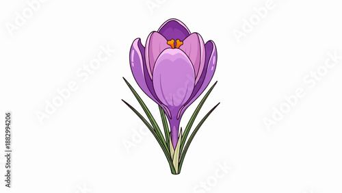 Single purple crocus flower with green leaves and orange stamen