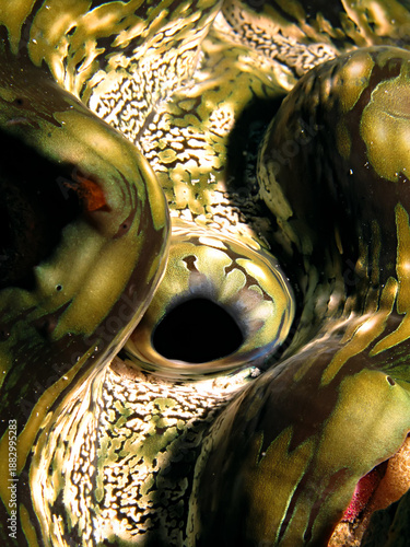 Fluted giant clam's colourful mantle (Tridacna squamosa). Taking in Red Sea, Egypt.