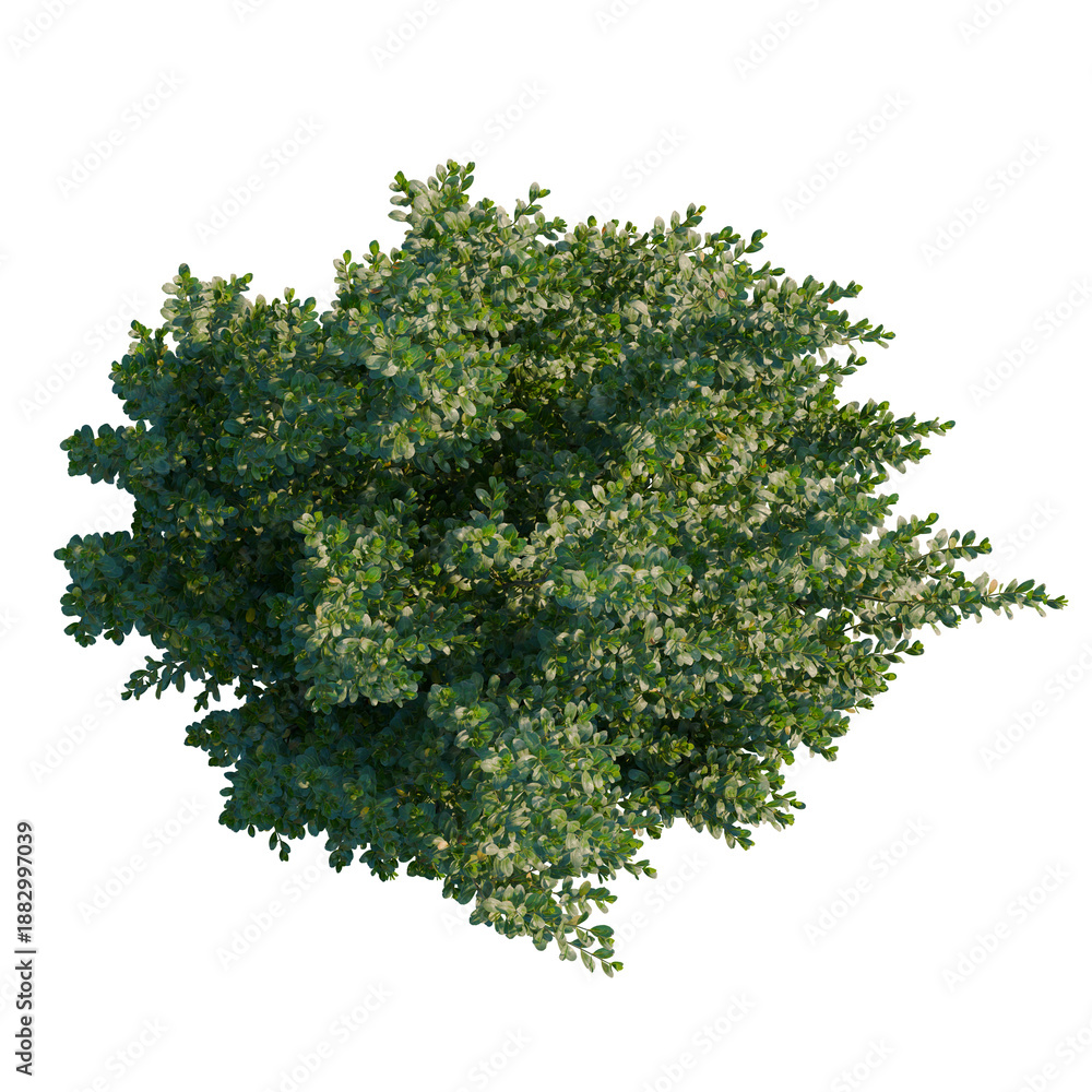 Obraz premium Ilex crenata tree plan, top view, cutout, transparent background, isolate, Detailed green leaves texture, intricate pattern, high resolution, natural background