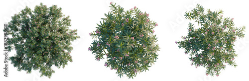 Schilderij op canvas Nerium oleander tree plan, top view, cutout, transparent background, isolate, De