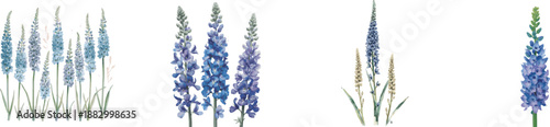 Watercolor set tall delphinium flower spikes. Isolated on white background