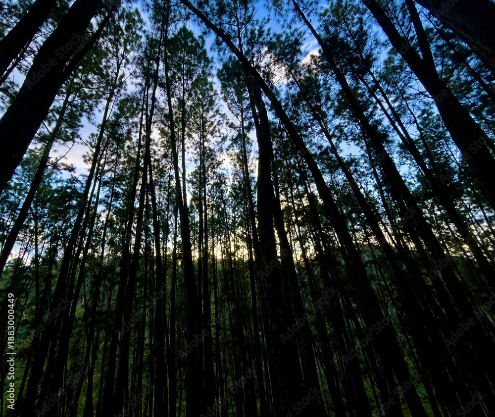 Obraz premium sun shining through trees