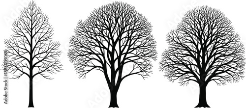 Collection of Three Detailed Black Silhouettes of Bare Deciduous Trees with Intricate Branches for Nature Landscape Design Winter Seasonal Themes and Environmental Graphics