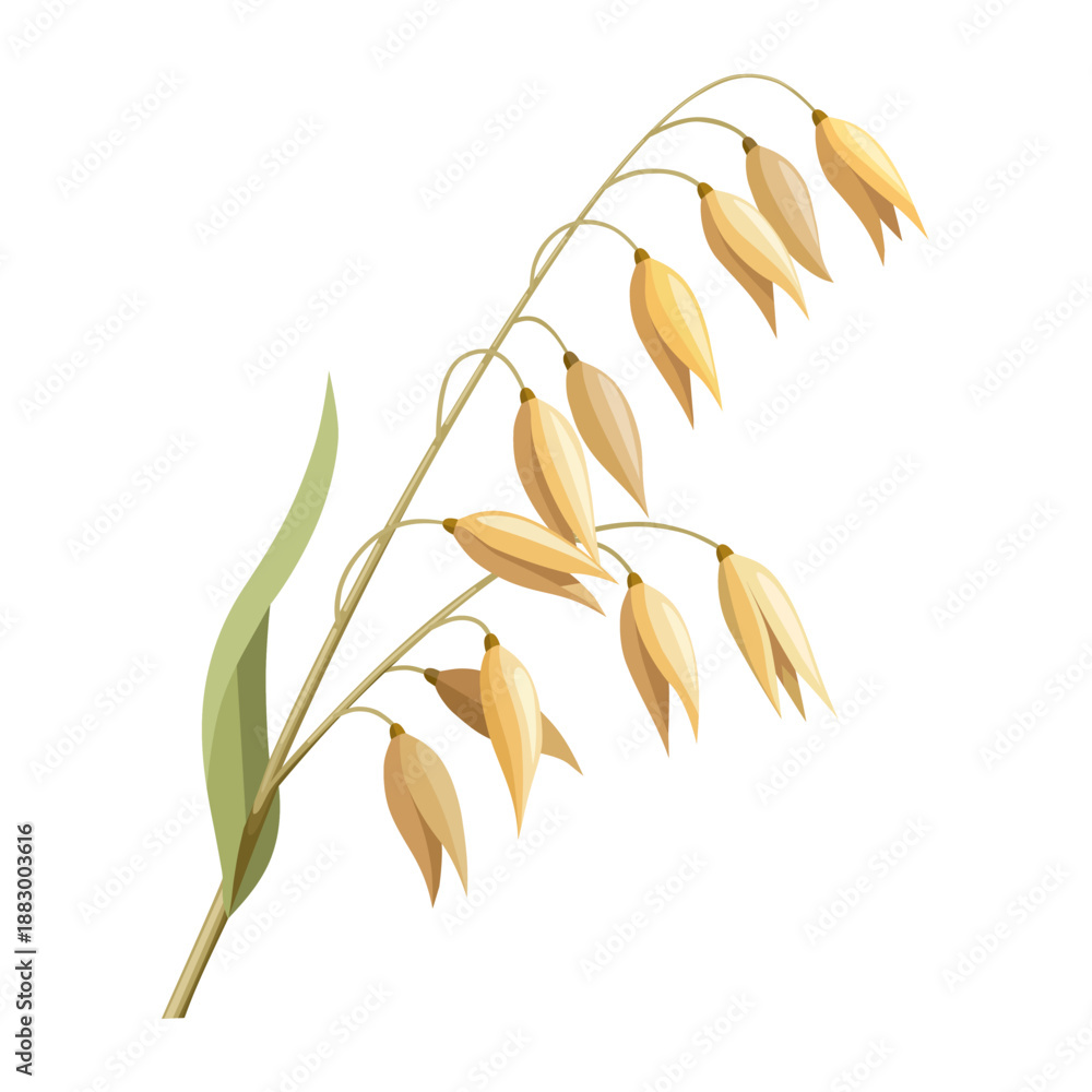 Naklejka premium Illustration of a stalk of Oat plant or Avena sativa, isolated on a white background.