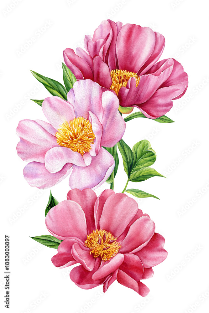 Obraz premium Pink peony watercolor branch, three blooming flowers and green leaves isolated for spring botanical decor and greeting cards