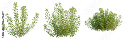 фотографія Artemisia abrotanum tree, front view, cutout, transparent background, isolate, E