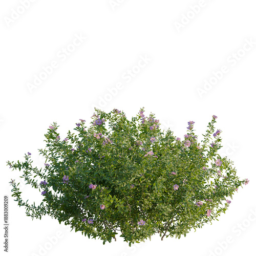 Tableau sur toile Cistus incanus tree, front view, cutout, transparent background, isolate, Elevat
