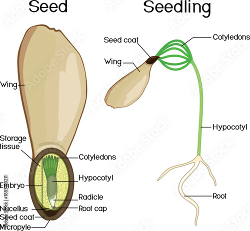 Structure of spruce seed and spruce sapling with seed coat isolated on white background