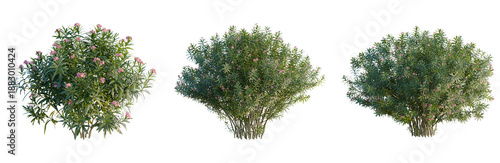 Εκτύπωση καμβά Nerium oleander tree, front view, cutout, transparent background, isolate, Eleva
