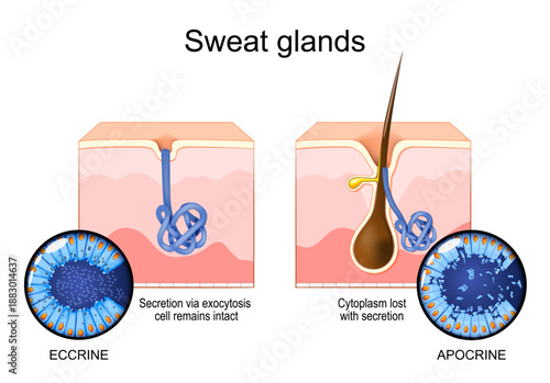 Skin with Apocrine sweat gland and Eccrine sweat gland. comparison