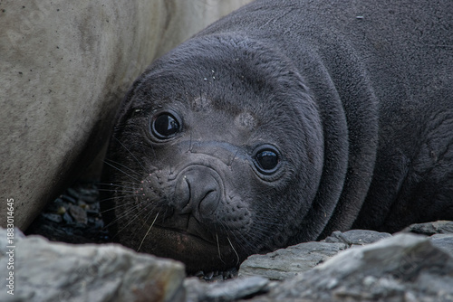 Картината върху платно Elephant seal (Mirounga leonina) resting on a coast of Ushuaia, Patagonia Argent