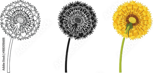 Collection of dandelion illustrations in line art silhouette and full color representing different stages of the plant for design