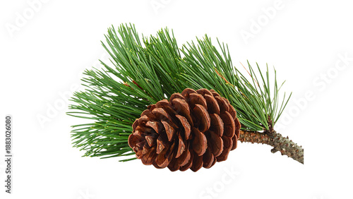 Branch of Mugo pine (Pinus mugo Turra), with pine cones, isolated on white background