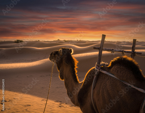 Camel in the desert