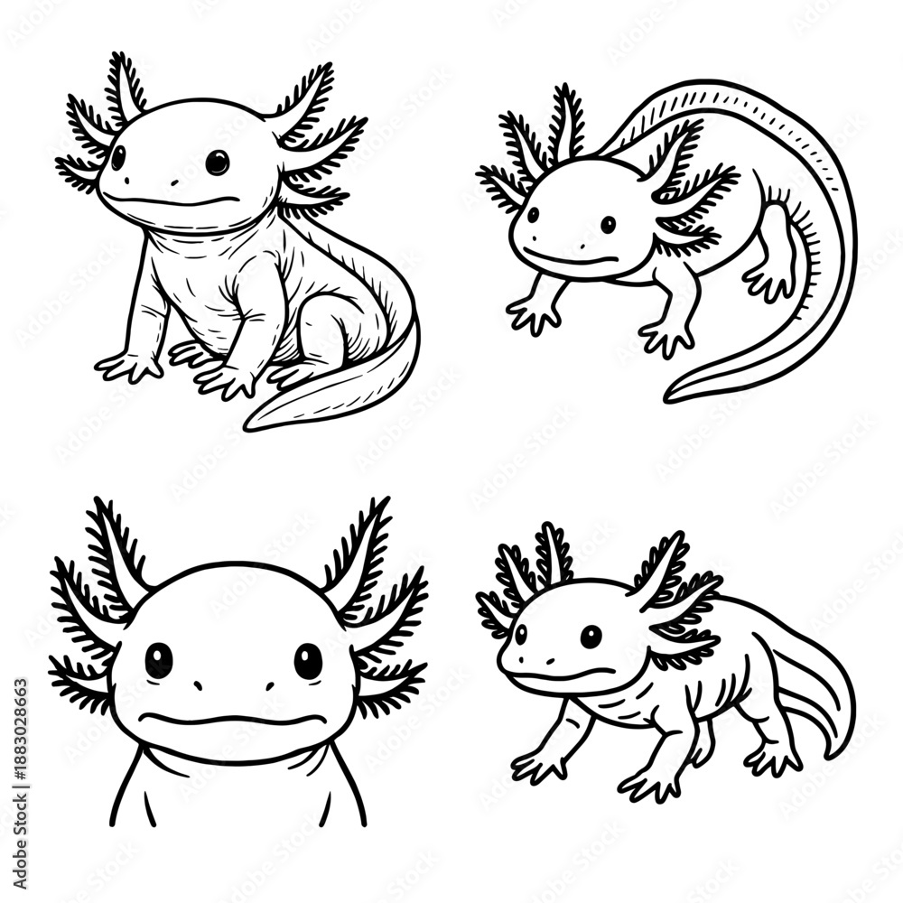Obraz premium Axolotl Line Art Vector Illustration Set