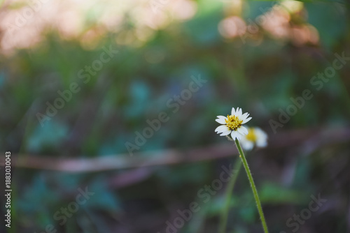 A tiny white wildflower blooming in a blurry green field.