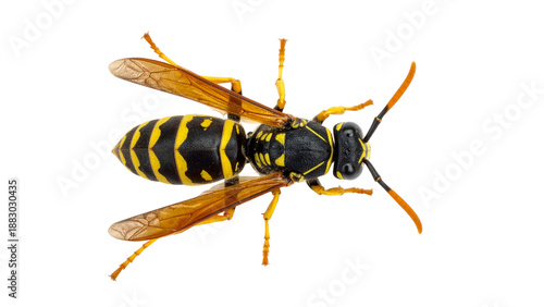 Top view of European paper wasp (Polistes dominula), isolated on white background