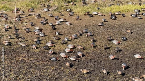 干潟で餌を食べるヒドリガモの群れ