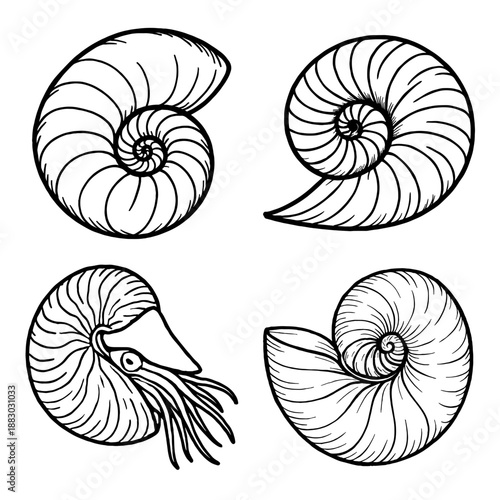 Nautilus Shell Line Art Vector Illustration Set