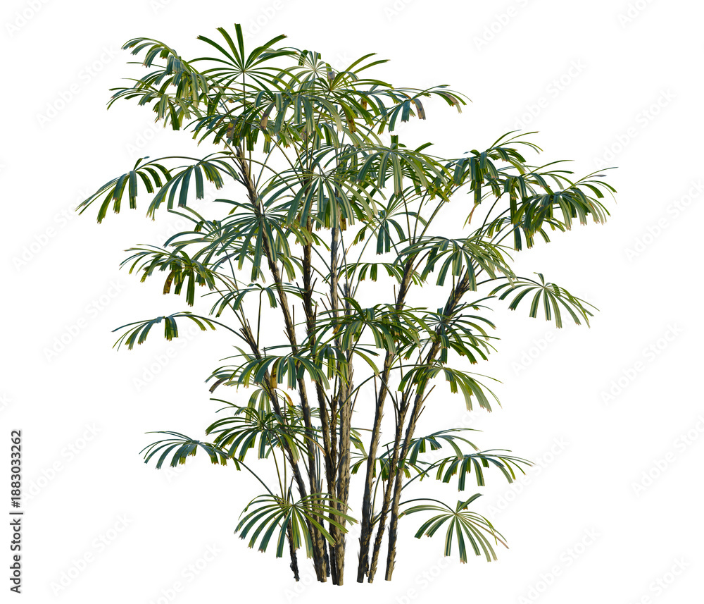 Obraz premium Rhapis excelsa tree, front view, cutout, transparent background, isolate, Elevation, Detailed Bamboo Stalks Texture, Natural Background, Green Plant Elements, Organic Design