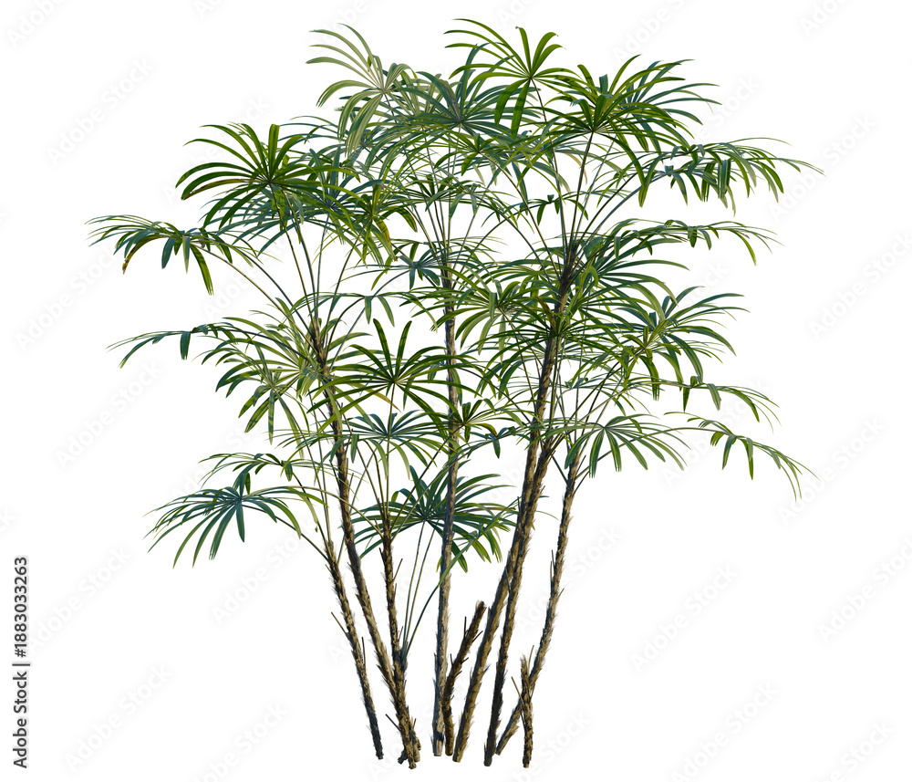 Fototapeta premium Rhapis excelsa tree, front view, cutout, transparent background, isolate, Elevation, Bamboo Stalks Texture, Seamless Background, Botanical Illustration, Green Plant Elements