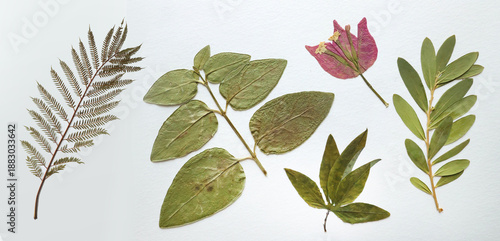 Pressed and dried leaves, flowers isolated on white background. For use in floral patterns, herbariums, scrapbooking.