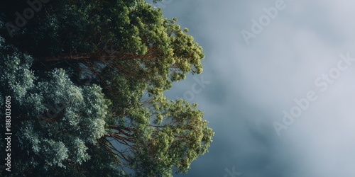 Wallpaper Mural Tree with green leaves and a cloudy sky in the background Torontodigital.ca