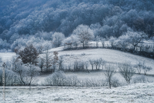 Frosted trees on the hillside in the winter season.