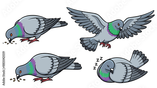 Detailed collection of common pigeon illustrations, depicting the bird in various natural poses, including feeding, in flight, and peacefully sleeping, showcasing its typical behaviors.