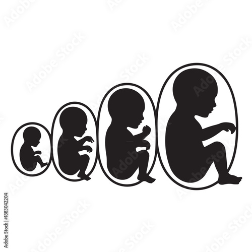 Black Silhouettes of Fetal Development Stages in Uterus