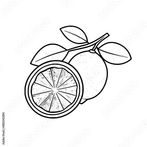 Vibrant Citrus Vignette: Green Lemon Lime | Clean, isolated vector art for creative projects.