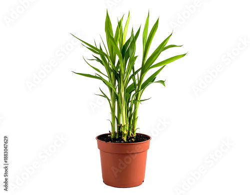 Lush green bamboo stalks grow in a brown pot, a symbol of luck