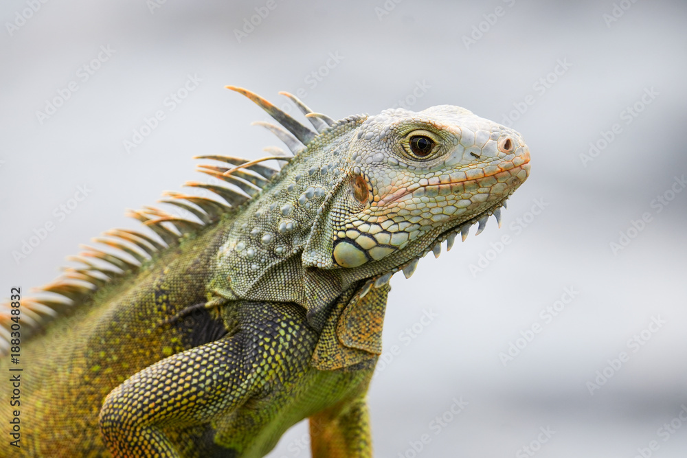 Fototapeta premium A large green iguana basking on coastal rocks in San Juan, Puerto Rico