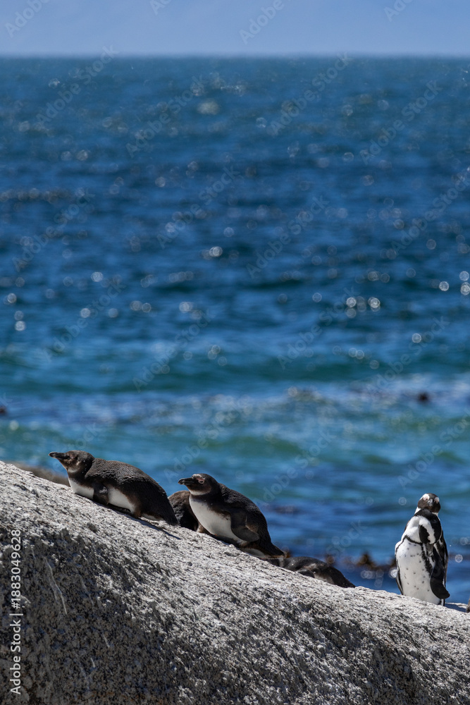 Fototapeta premium Cape penguin group resting on a sunny rock by the sea. Wildlife observation and nature conservation concept. Coastal animal habitat.
