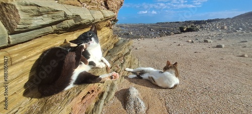 Two cats resting and grooming on a sunlit beach
