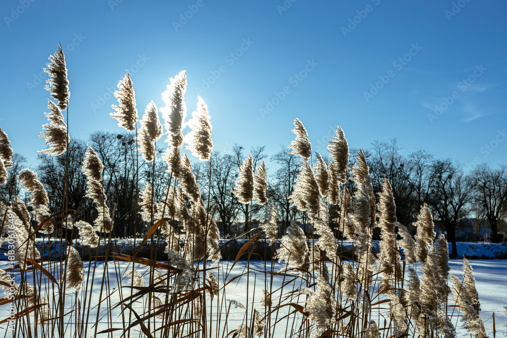 Obraz premium Thickets of reeds on a clear frosty snowy day