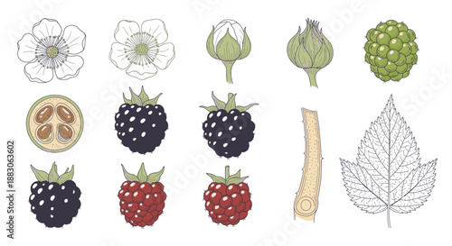 Detailed botanical illustration of blackberry plant life cycle and parts.