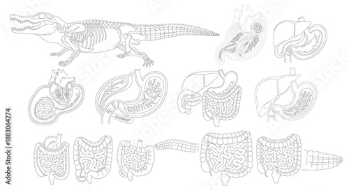 Detailed anatomical diagrams of a crocodile's skeleton and internal organs.