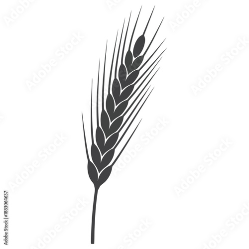 Cereal Grain Plant Vector Illustration Showing Harvest Time with Wheat and Barley for Flour Products and Other Food Production on Transparent Backround