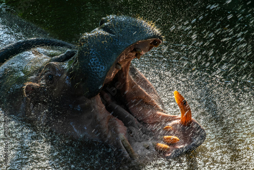 Even the hypothalamus needs a cool-down—nature’s control center getting refreshed under a zoo shower, a playful reminder that balance begins with a pause.