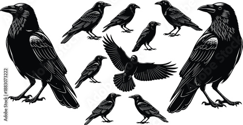 Raven bird silhouette collection, black crow illustrations, flying and standing poses, wildlife vector set, isolated white background design
