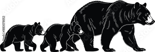 Bear family walking silhouette, mother and cubs wildlife scene, black forest animal vector illustration, isolated white background design